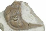 Bargain, Fossil Chasmops Trilobite Cephalon - Russia #363123-2